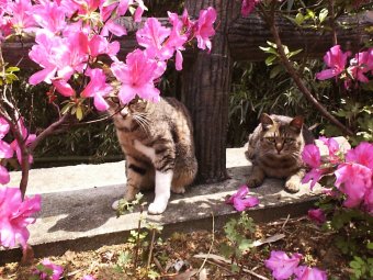 ���ƃl�R�Q