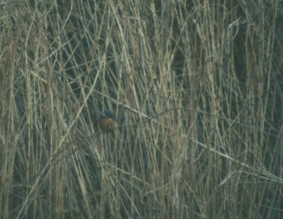 �J���Z�~�P