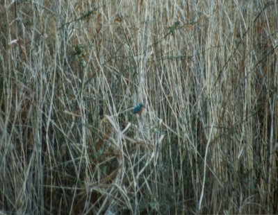 �J���Z�~�Q