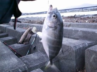 �M���K���A�W