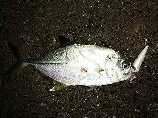 ���ރ��b�L�Q