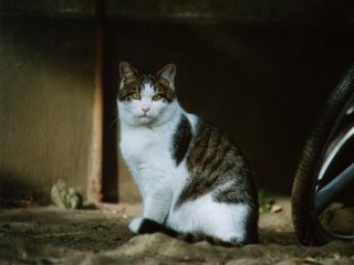 �Ȃ�ł����H