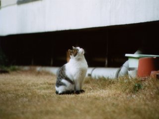 ���[���I