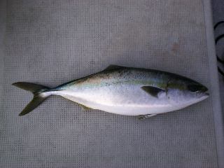 �C�i�_