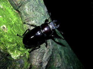 ♀