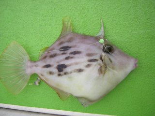 �n�Q