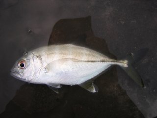 ���b�L