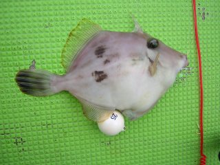 �J���n�M