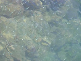 �x�C�g