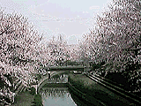PHOTO[SAKURA]