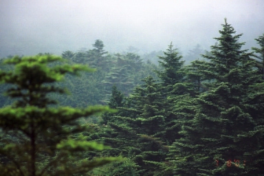 woods