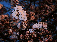 sakura2.gif