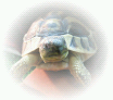 Testudo Hermanni