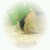Tropical Fishes