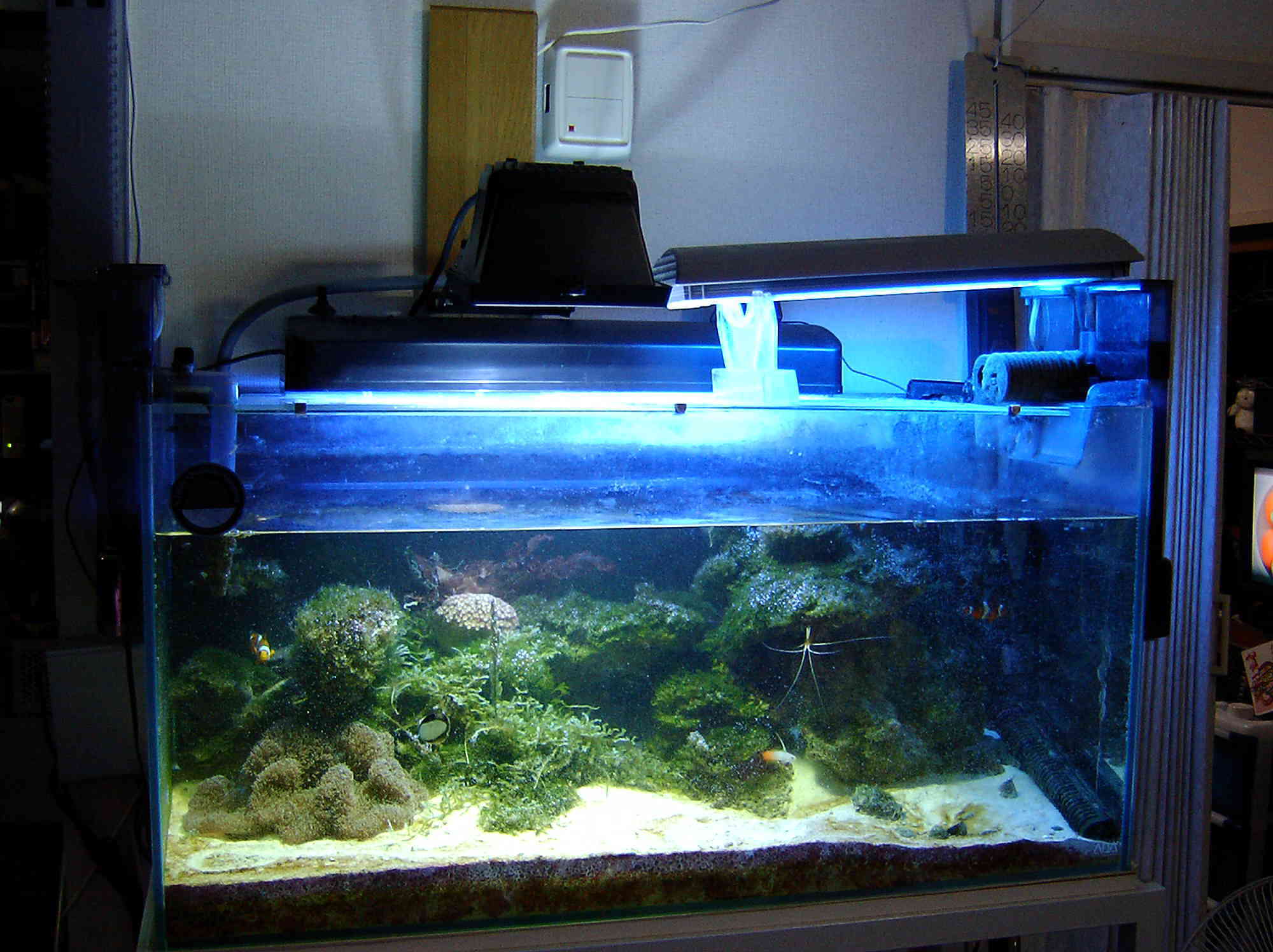 メタハラな水槽