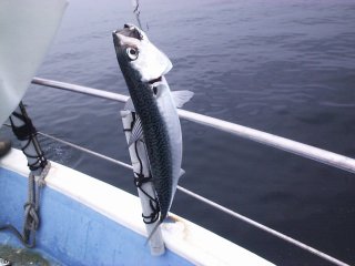 ����̎���H