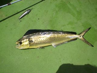 �y���y��