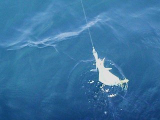 �y���y��