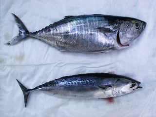 ���W���J�c�I