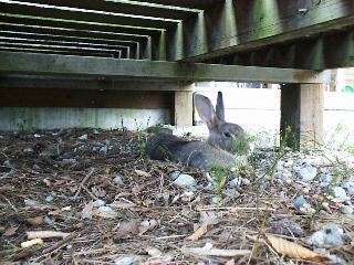 �Q�X�g�Ȃ��������̐}