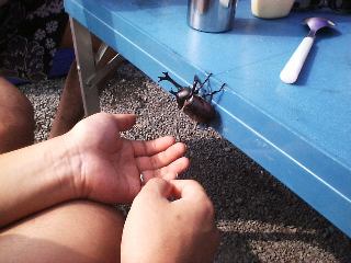 �Q�X�g�ȃJ�u�g���V�̐}