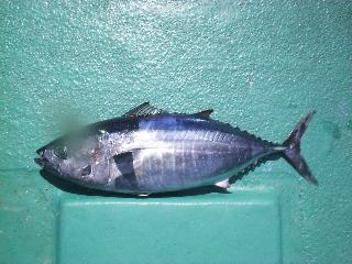 ���W�}�O��