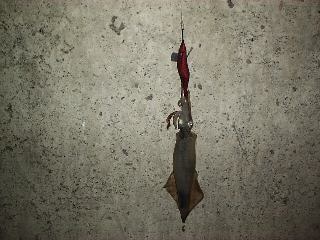 Atsu����f�d�s�̃C�J