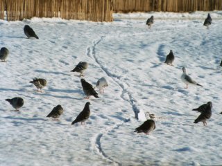 �n�g�ƃE�~�l�R