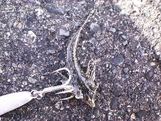 �Г�ȃ��S�`