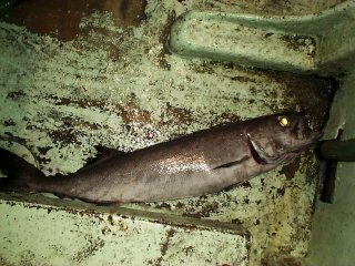 �o�����c