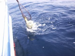 �����f�B���O