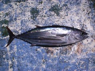 ����ȃJ�c�I