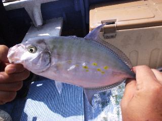 �������Ă��J�X�~�A�W