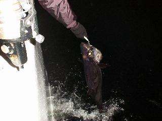 �o���t�@�C�g