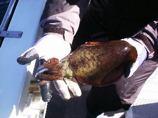 �݂₿���GET�̃A�I��