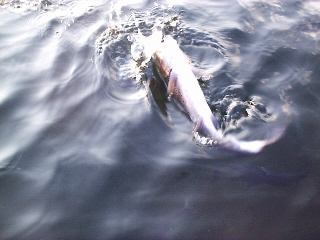 ���C���{�[