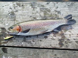 ���C���{�[