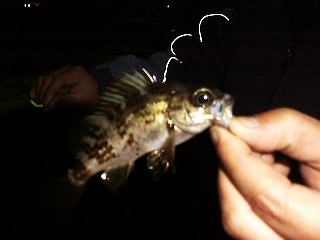 �t�H�[���Ƀo�C�g�������o��