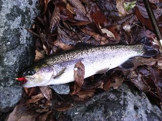 赤マラブーにて