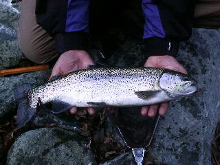 40cmオーバーレインボー