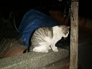 �`�̃W�����l�R