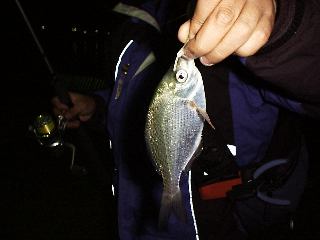 �������ȃE�~�^�i�S