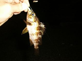 ���o���P