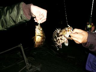 ���o�����J�T�S