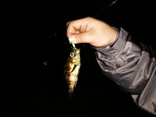 �����o���P