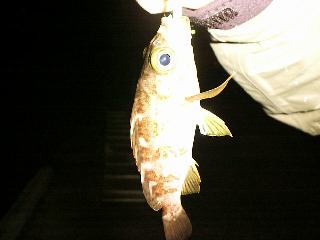 �����o���Q