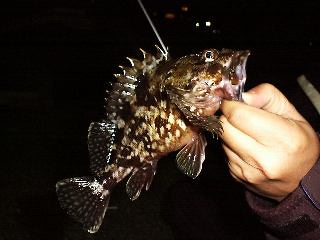 ���̓��ő�H