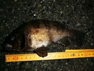 �d������l�W�t���C�ɂă��o���f�d�s