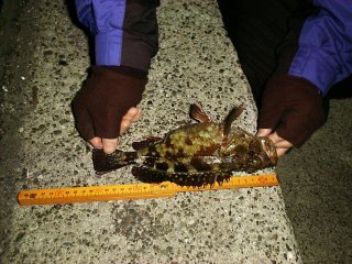 �j���|�P����f�d�s�̂Q�T�D�T�����J�T�S�I