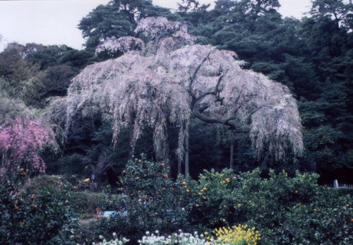 ���o�[�T���v�����g��